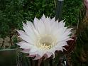 Echinopsis hybr.